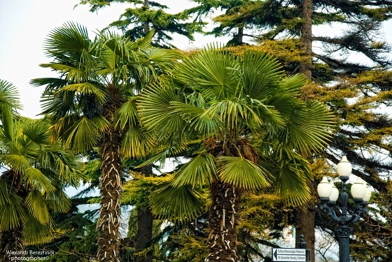 picture: alexandr berezhnoi yalta 2011